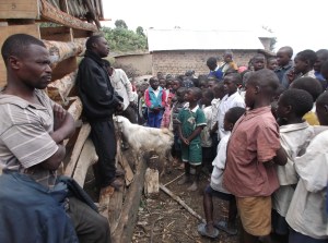 Utlevering av geiter til spente elever